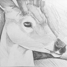 Dibuix cérvol. Pencil Drawing project by Carla Ortiz Lopez - 12.25.2022
