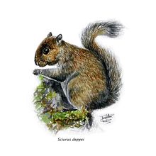 Mi proyecto del curso: Ilustración científica de animales en acuarela. Un proyecto de Ilustración tradicional, Pintura a la acuarela, Dibujo realista e Ilustración naturalista				 de José Pellecer - 24.12.2022