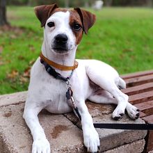 Fotografía lifestyle de perros . % Patricia Moravec tarafından hazırlanan Fotoğrafçılık, Portre Fotoğrafçılığı, Instagram Fotoğrafçılığı, Belgesel Fotoğrafçılık, Ve Yaşam Tarzı Fotoğrafçılığı projesi - 12.19.2022