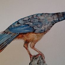 Mi proyecto del curso: Ilustración naturalista de aves con acuarela. Traditional illustration project by Paula FERREYRA - 12.29.2022