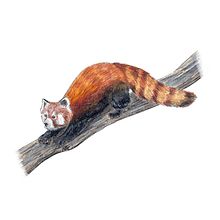 Mi proyecto del curso: Ilustración científica de animales en acuarela. Ilustração tradicional, Pintura em aquarela, Desenho realista e Ilustração naturalista projeto de Leonardo Gómez - 29.12.2022