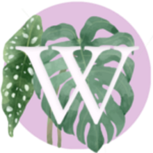 Creación de Wikiplantas. Content Writing project by Marcos Crespán - 11.05.2021