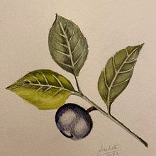 Rainstar82 Botaanical Illustration with Watercolors. Traditional illustration, Fine Arts, Painting, Drawing, Watercolor Painting, and Botanical Illustration project by Anahita Rainstar - 12.30.2022