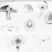 Mi proyecto del curso: Cuaderno botánico en acuarela. Projekt z dziedziny Trad, c, jna ilustracja, Malowanie akwarelą, R, sunek botaniczn i Sketchbook użytkownika Camila González Acevedo - 31.12.2022