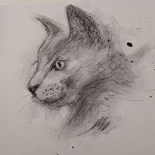 My project for course: Animal Illustration with Charcoal and Ink. Un proyecto de Dibujo, Ilustración con tinta e Ilustración naturalista				 de mshore - 01.01.2023