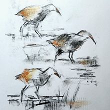 My project for course: Animal Illustration with Charcoal and Ink. Projekt z dziedziny  R, sunek,  R, sunek atramentem, Ilustracja naturalist i czna użytkownika blackstagg5 - 01.01.2023
