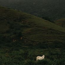 Meu projeto do curso: Fotografia de paisagem e natureza. Projekt z dziedziny Fotografia,  Fotografia plenerowa, Fotografia na Instagram, Fotografia dokumentalna,  Kompoz i cja w fotografii użytkownika Kamilla Libório - 02.01.2023