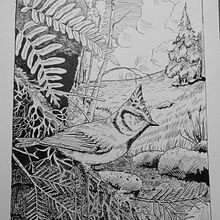 My project for course: Dip Pen and Ink Illustration: Capturing The Natural World. Sketching, Drawing, Artistic Drawing, Sketchbook, Ink Illustration, and Naturalistic Illustration project by robbs_botanicals - 01.02.2023
