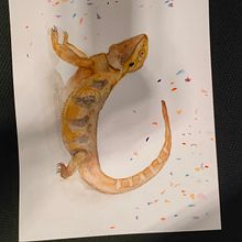 Mi proyecto del curso: Retratos expresivos de animales en acuarela. Un proyecto de Ilustración tradicional, Pintura a la acuarela, Dibujo realista e Ilustración naturalista				 de lagembg - 02.01.2023