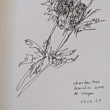 Chardon bleu en un coup de crayon. Un projet de Illustration traditionnelle de lopez_aurelie - 03.01.2023