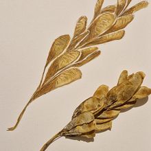 My project for course: Botanical Illustration with Watercolors. Traditional illustration, Fine Arts, Painting, Drawing, Watercolor Painting, and Botanical Illustration project by mesterceruza - 01.03.2023