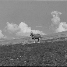 Sudtirol - Trentino analogico. Un progetto di Fotografia, Belle arti, Fotografia analogica, Composizione fotografica, Fotografia documentaria e Fotografia all'aperto di Sara Espo - 25.08.2022