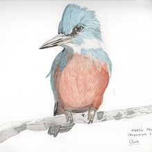 Pajaros en acuarela. Een project van Traditionele illustratie y Aquarelschilderen van Romina Olivares Rozas - 03.01.2023