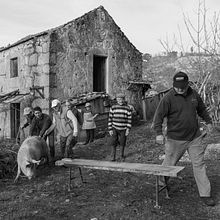 O Ciclo do Porco. Digital Photograph, Outdoor Photograph, Documentar, Photograph, Photograph, and Narrative project by Bruno Andrade - 01.04.2023