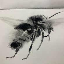 Mi proyecto del curso: Ilustración naturalista con acuarela y carboncillo. Traditional illustration, Painting, and Naturalistic Illustration project by Mónica Pereira - 01.04.2023