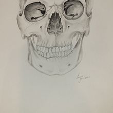 Anatomy illustration in graphite . Ilustrație tradițională de Lauren Yorke Worthington - 01.06.2023