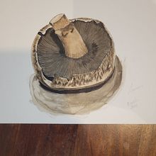 My project for course: Botanical Watercolor Sketchbook . Ilustrație tradițională, Pictură în acuarelă, Ilustrație botanică și Caiet de schițe de Lauren Yorke Worthington - 01.06.2023