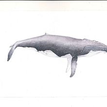Mein Abschlussprojekt für den Kurs: Techniken der naturalistischen Illustration: Wale in Aquarell. Projekt z dziedziny Trad, c, jna ilustracja,  Projektowanie plakatów, Ilustracja c, frowa i Manga użytkownika sara_stekla_1991 - 06.01.2023