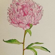 Mi proyecto del curso: Sketchbook botánico: una aproximación meditativa. Traditional illustration, Sketching, Drawing, Watercolor Painting, Botanical Illustration, and Sketchbook project by Ana Camacho - 01.07.2023