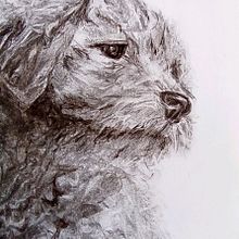 My project for course: Animal Illustration with Charcoal and Ink. Drawing, Ink Illustration, and Naturalistic Illustration project by lionsaidh.smith - 01.08.2023