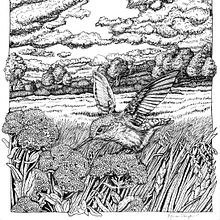 Hummingbird Meadow. Un proyecto de Ilustración tradicional de Kara Skye - 06.01.2023