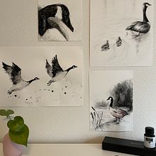 My project for course: Animal Illustration with Charcoal and Ink. Drawing, Ink Illustration, and Naturalistic Illustration project by Mara Ionescu - 01.08.2023