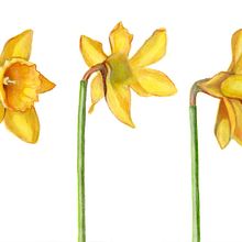 My project for course: Botanical Illustration with Watercolors. Traditional illustration, Fine Arts, Painting, Drawing, Watercolor Painting, and Botanical Illustration project by Jenni McCann - 01.08.2023