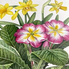 Hi, I'm Tamara Lee. Here's a few images of my work. Ein Projekt aus dem Bereich Traditionelle Illustration, Design, Bildung, Malerei, Skizzenentwurf, Bleistiftzeichnung, Realistische Zeichnung, Kinderillustration, Botanische Illustration, Illustration mit Tinte, Naturalistische Illustration, Blumen- und Pflanzendesign und Briefpapier-Design von Tamara Lee - 11.01.2023
