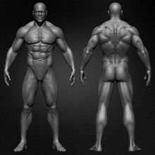 Muscular Male Anatomy 3D Character sculpted by Yacine BRINIS Ein Projekt aus dem Bereich 3D und 3-D-Modellierung von Yacine BRINIS - 13.01.2023