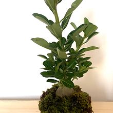 Meu projeto do curso: Kokedama: crie vasos naturais de musgo. Arts, Crafts, Interior Design, L, scape Architecture, Decoration, DIY, Floral, and Plant Design project by Claudia Santos - 01.20.2023