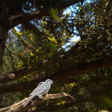 Mirando al bosque a través de la orfebrería Ein Projekt aus dem Bereich H, werk und Grafikdesign von Paulina Vega - 17.01.2023