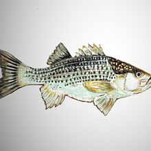 Catch of the day. Watercolor Painting project by Linda - 06.01.2022