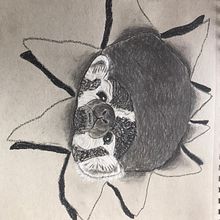 American badger ripping paper. Traditional illustration, and Pencil Drawing project by Marjolein - 01.19.2023