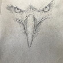 Bald Eagle . Traditional illustration, and Pencil Drawing project by Marjolein - 01.19.2023