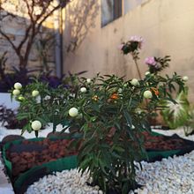 Mi proyecto del curso: Diseño de espacios verdes para tu casa. Un proyecto de Paisajismo, Diseño floral y vegetal de Viviana Moya Víquez - 28.01.2023