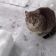 Kitty in the Snow  . Projekt z dziedziny Pisanie, Portale społecznościowe, Kreat, wność, Kreat i wne pisanie użytkownika Denise Landry - 20.01.2023