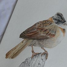 Mi proyecto del curso: Ilustración naturalista de aves con acuarela. Un progetto di Illustrazione tradizionale, Pittura ad acquerello, Disegno realistico e Illustrazione naturalistica di michyfer_1314 - 20.01.2023
