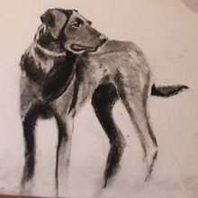 Mi proyecto del curso: Ilustración de animales con carboncillo y tinta. Un proyecto de Bellas Artes, Dibujo, Ilustración con tinta e Ilustración naturalista				 de Eloisa Garcia Garcia - 21.01.2023