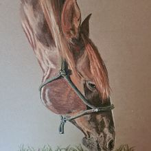 Pastel portrait 'Zed'. Fine Arts, and Traditional illustration project by suemackenzie186 - 01.22.2023