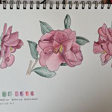 Botanical sketch book. Traditional illustration project by suemackenzie186 - 01.22.2023