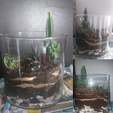 Mi proyecto del curso: Arte vegetal: crea tu propio terrario abierto. Un progetto di Interior design, Paesaggismo, Interior Design, DIY e Design floreale e vegetale di Ruth Mascarino - 22.01.2023