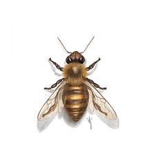 Mi proyecto del curso: Ilustración naturalista de animales con Procreate . % Claudia Rojas tarafından hazırlanan Geleneksel illüstrasyon, Dijital İllüstrasyon, Gerçekçi Çizim, Ve Doğalcı İllüstrasyon projesi - 01.23.2023