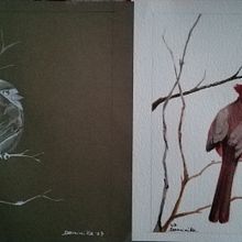 CARDINALE ROSSO Il mio progetto del corso: Illustrazione naturalistica: acquerello in positivo e negativo. Un proyecto de Ilustración tradicional, Bellas Artes, Pintura, Dibujo, Pintura a la acuarela, Ilustración botánica e Ilustración naturalista				 de nicoletta dominelli - 25.01.2023