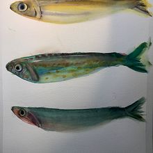 Mein Abschlussprojekt für den Kurs: Aquarellillustration von Meereswelten . Projekt z dziedziny Tradycyjna ilustracja,  Malarstwo, Malowanie akwarelą i Ilustracja naturalistyczna użytkownika Atelier - 25.01.2023