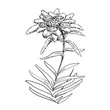 Fleurs des Alpes. Un projet de Illustration traditionnelle de Marguerite Le Bouteiller - 26.01.2023