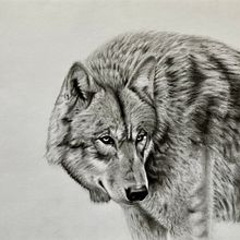 Animal portraits in charcoal. Arts, Crafts, Fine Arts, and Drawing project by gary.witham - 01.26.2023