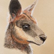 Wallaby portrait . Traditional illustration project by suemackenzie186 - 01.25.2023