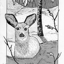 Mon projet du cours : Illustration à l'encre et à la plume : représentez le monde naturel. Projekt z dziedziny Sketching,  R, sunek,  R, sunek art, st, czn, Sketchbook,  R, sunek atramentem, Ilustracja naturalist i czna użytkownika Johanne Kirouac - 29.01.2023