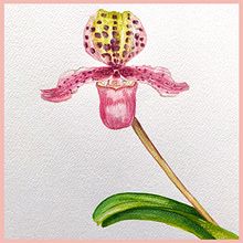 Mon projet du cours : Aquarelle botanique : illustrez l’anatomie des fleurs. Traditional illustration, Fine Arts, Painting, Drawing, Watercolor Painting, and Botanical Illustration project by Karine LaSalle - 01.30.2023