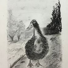 Mi proyecto del curso: Ilustración de animales con carboncillo y tinta. Un projet de Beaux Arts de Fabiola Rodríguez Márquez - 30.01.2023